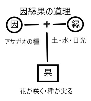 因縁果の道理アサガオの例