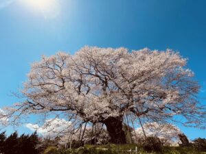 Blog1063