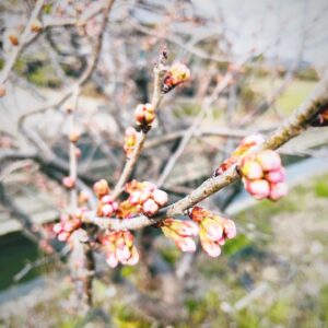 Blog1061