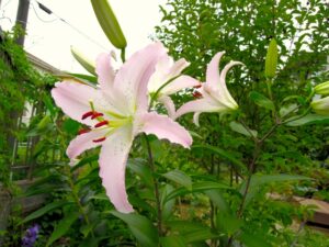 Blog1106